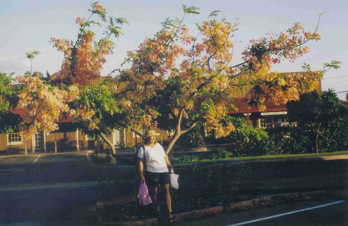 Golden Showers Tree,  Molokai