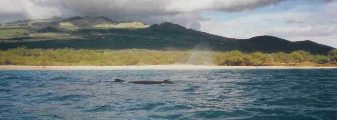 Humpback Whale Big Beach, Maui